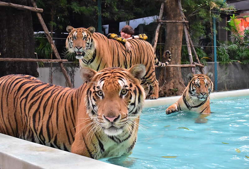 Tiger Park