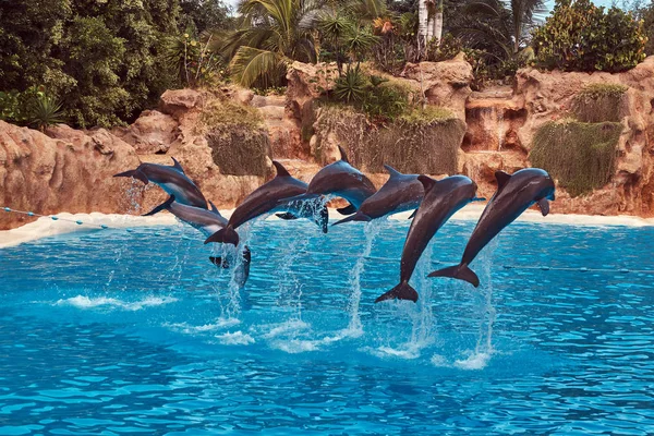 Dolphin Show